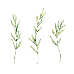 Set of Lavender leaves, rosemary twig, juniper drawing. Hand drawn watercolor illustration. Design for wedding invitation, logo, cards, packaging and labeling. Botanical rustic trendy greenery art.