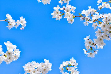 満開の桜と青空