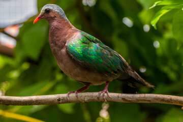 The emerald dove or common emerald dove (Chalcophaps indica), also called Asian emerald dove and grey-capped emerald dove