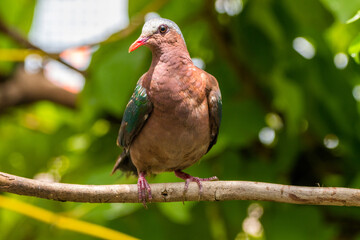 The emerald dove or common emerald dove (Chalcophaps indica), also called Asian emerald dove and grey-capped emerald dove