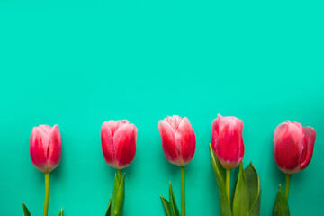 Red tulips on bright green background, top view. Copy space for the text