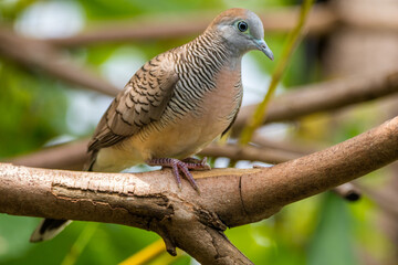 The zebra dove (Geopelia striata), also known as the barred ground dove, or barred dove, is a species of bird of the dove family, Columbidae