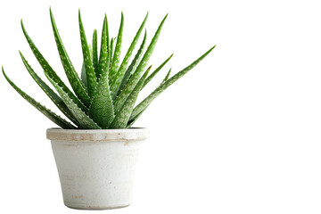 Aloe Vera in a Pot Isolated On Transparent Background