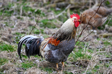 AUT, Gnadenhof Wiesmayrgut, Familie Fuchsberger, Gunskirchen