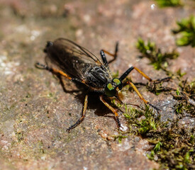 Closeup of a robber fly (Asilidae) on mossy surface devoid of foliage