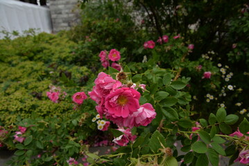 Fototapeta na wymiar Vibrant pink roses in a garden