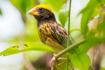The baya weaver (Ploceus philippinus) is a weaverbird found across the Indian Subcontinent and Southeast Asia
