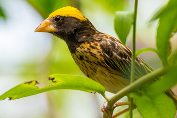 The baya weaver (Ploceus philippinus) is a weaverbird found across the Indian Subcontinent and Southeast Asia