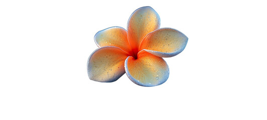 frangipani flower isolated on white