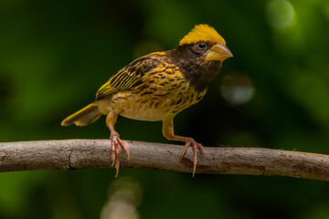 The baya weaver (Ploceus philippinus) is a weaverbird found across the Indian Subcontinent and Southeast Asia