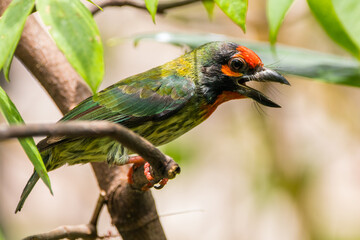 The coppersmith barbet (Psilopogon haemacephalus), also called crimson-breasted barbet and coppersmith