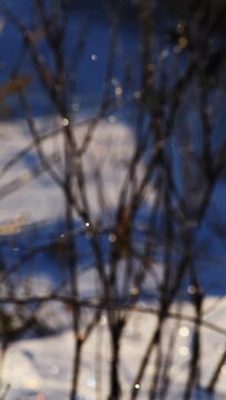 揺らめく光の玉ボケと冬の森の背景のボケ。幻想的なダイヤモンドダスト。