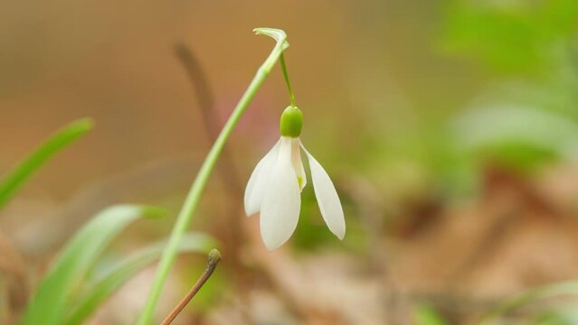 Snowdrop Or Common Snowdrop. Snowdrops After Snow Has Melted. Wild Plant Shot In Spring. Natural Environment.