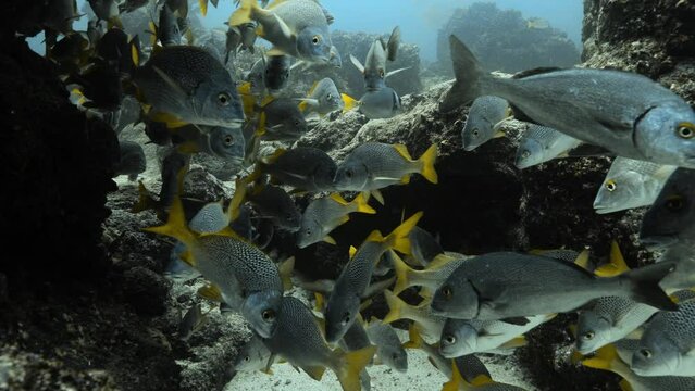 Stunning view of a school of yellow tailed grunt near undersea stones.