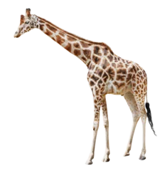 Zelfklevend Fotobehang Giraffe isolated on white or transparent background. African mammal animal with long neck. © Olesia