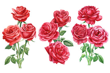 Red rose, beautiful flower isolated white background, watercolor illustration, botanical painting greeting card design