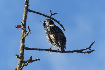 Star bei der Balz