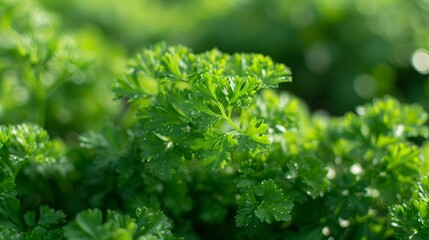 Growing cilantro harvest and producing vegetables cultivation. Concept of small eco green business organic farming gardening and healthy food