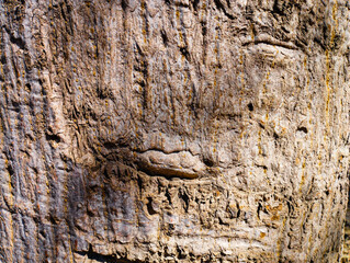 seamless tree bark texture background, texture of the trees in the forest, tree bark texture background nature