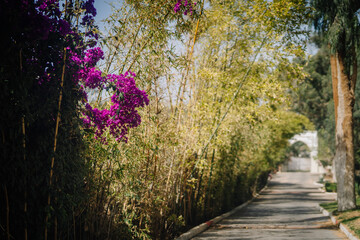 Agadir, Morocco - February 25, 2024 - A paved walkway flanked by towering bamboo and flowering bougainvillea plants