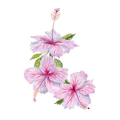 Three watercolor pink hibiscus flowers with green leaves. Hand painted blossoms on transparent background. Realistic floral element. Hibiscus tea, syrup, cosmetics, beauty, fashion prints,  designs