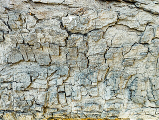 seamless tree bark texture background, texture of the trees in the forest, tree bark texture background nature