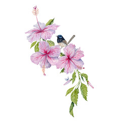 Watercolor pink hibiscus flowers with green leaves and a bird. Hand painted element on transparent background. Floral composition. Hibiscus tea, syrup, cosmetics, beauty, fashion prints, designs