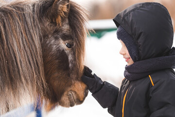 A breed of decorative dwarf horses. Cute little pony on the farm. Close-up of a portrait of an...