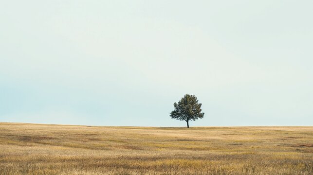Image of lonely tree in the field.