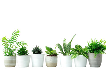 Green Plants in Flower Pots Isolated On Transparent Background