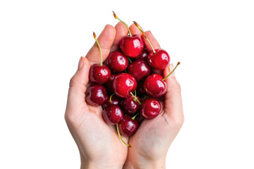 Handful of Red Cherries Isolated On Transparent Background