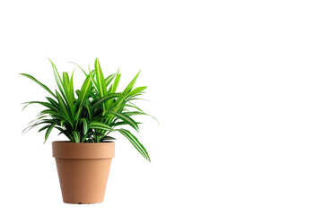 House Plants in Pots Isolated On Transparent Background
