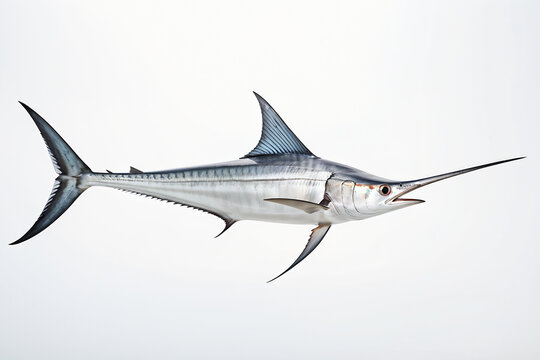 swordfish isolated on white background. ai generative