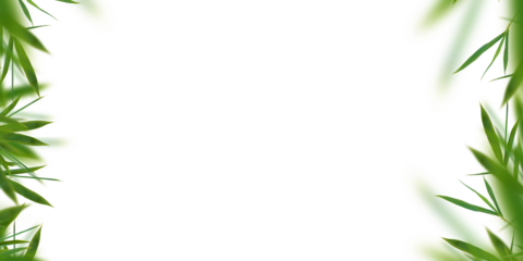 Bamboo green leaves isolated. Floral borders element universal use