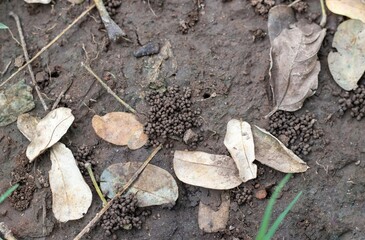 Earthworm Faeces or Earthworm Humus on Ground