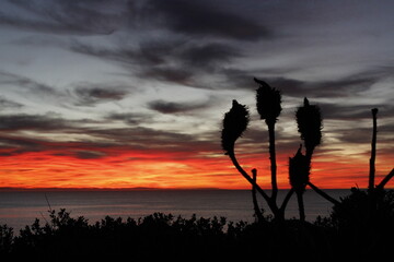 Ocean sunrise with aloe plant silhouette