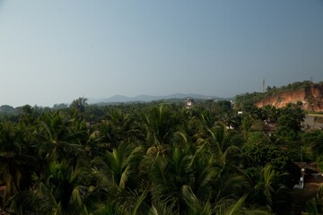 Fototapeta na wymiar Scenic view of green palm trees on a sunny day