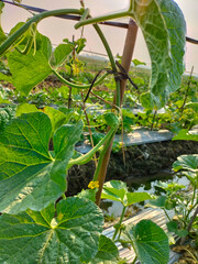 Close-up. Melons are typical tropical fruits and thrive in the lowlands with blue sky background....