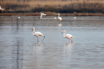 Naklejka na ściany i meble Group of flamingos at dawn walking at the lake.