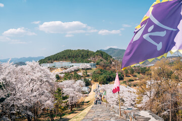 Miryang Eupseong Fortress with cherry blossoms in Miryang, Korea
