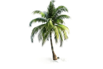 A Coconut Tree Isolated On Transparent Background