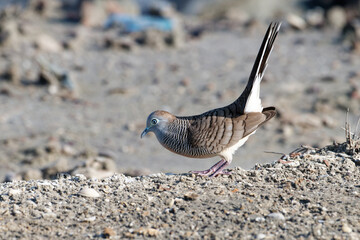 Javan turtle dove or geopelia striata that search for food on the ground