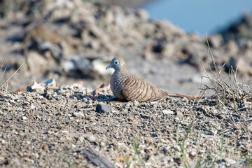 Javan turtle dove or geopelia striata that search for food on the ground