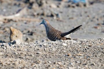 Javan turtle dove or geopelia striata that search for food on the ground