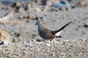 Javan turtle dove or geopelia striata that search for food on the ground