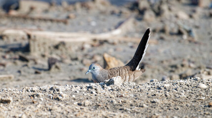 Javan turtle dove or geopelia striata that search for food on the ground