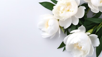 Obraz na płótnie Canvas white peony flower. white peonies on a white background. banner