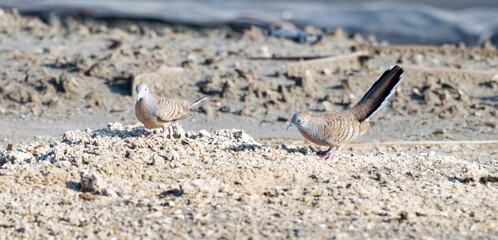 Javan turtle dove or geopelia striata that search for food on the ground