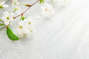 Easter spring. Blooming white apple or cherry blossom on background of blue sky. Happy Easter or...