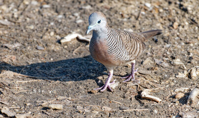 Javan turtle dove or geopelia striata that search for food on the ground